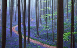 Ngẩn ngơ ngắm rừng hoa chuông xanh nở rộ ở Bỉ