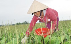 Trồng gì không bằng chăm mã đề, ích mẫu, cho thu gần 140 triệu/ha