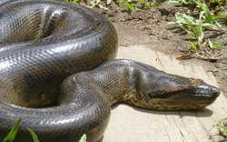 "Sát thủ tàng hình" rắn khổng lồ ẩn sâu trong rừng rậm Amazon