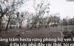 Rác thải phủ kín đến ngọn cây suốt 10ha rừng phòng hộ ven biển Thanh Hoá