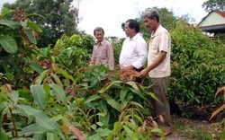 Chê lúa, hoa màu, dân Củ Chi đi gầy dựng tên tuổi cho rau dại