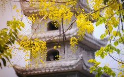 Nao lòng trước những con đường hoa vàng đẹp hút hồn dưới nắng Sài Gòn