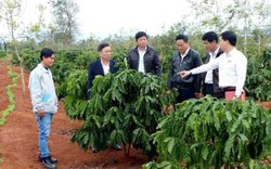 "Siêu" nông dân cà phê sắm 5 ôtô, xây biệt thự nhờ vốn vay Agribank