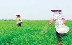 Đã có Hội làm cầu nối, nông dân quê lúa chỉ việc yên tâm sản xuất