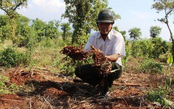 Bỏ bơ, bỏ tiêu trồng nghệ, củ già chực thối mà không có ai mua