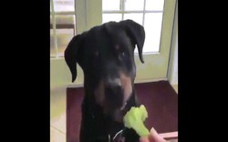 Phản ứng của chó cưng khi không ăn rau củ gây sốt