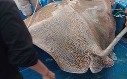 Mục sở thị “quái ngư” khổng lồ nặng 120kg ở biển Phan Thiết