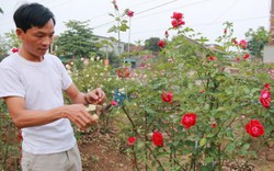 Ròng rã 1 năm trời bỏ gần nửa tỷ đồng để tậu 300 cây hồng cổ
