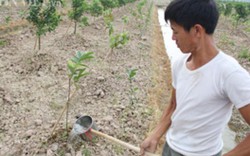 CLIP: Cả trăm mẫu cam, bưởi ở Văn Giang héo dần vì chính quyền cấm điện