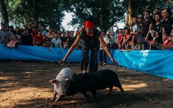 Cười 'vỡ bụng' với màn bịt mắt bắt lợn tại lễ hội chùa Láng