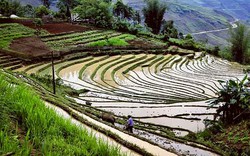 Chẳng cần đến mùa lúa chín, ngay lúc này ruộng bậc thang Tây Bắc đã đẹp mê mẩn rồi