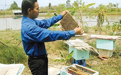 Nuôi ong bằng thùng xốp, chưa đến 50.000 đồng/ tổ, mật thu đều đều
