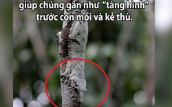 Màn hóa trang siêu đỉnh của tắc kè liệu bạn có nhận ra?