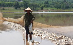 Hé lộ nguyên nhân cá chết hàng loạt ở Bình Phước