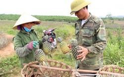 Trồng loại quả đầy "mắt" lại tỏa mùi thơm, dân xứ Nghệ lãi cao