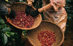 Giá nông sản hôm nay 27/4: Giá cà phê trở lại mốc 37.000 đồng/kg, giá tiêu khởi sắc