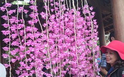 Mê mẩn phong lan ba miền cực hiếm, cực lạ hội tụ tại Huế