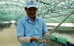Nuôi tôm siêu thâm canh, Việt Nam thu về 4 tỷ USD từ xuất khẩu tôm
