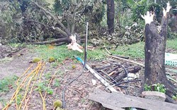 Lâm Đồng: Xót xa nhìn vườn sầu riêng đổ rạp vì lốc xoáy tàn phá