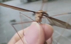 Khiếp sợ muỗi "quái vật" to bằng bàn tay ở Trung Quốc