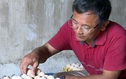 "Vua" gà đất Nam Định sở hữu 20.000 con gà, lãi 50 triệu đồng/tháng