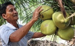 Đến lạ: Cây gì cũng chết mặn, trồng dừa lại có tiền tiêu quanh năm