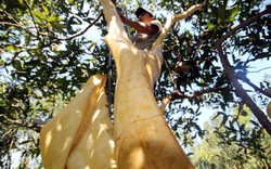 Gian nan nghề vắt vẻo trên cây dùng xương trâu bóc vỏ quế Trà Bồng