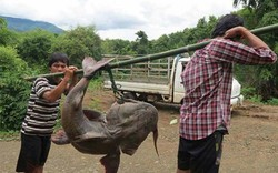 "Quái ngư" sông Đà và những cuộc "vật lộn" ly kỳ giữa người và cá