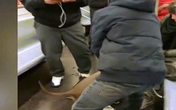 Kinh hoàng cảnh chó Pitbull hung hãn tấn công người trên tàu điện