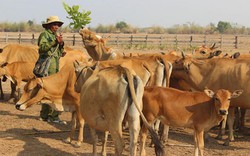 Làm nhà to, nhà đẹp, có của ăn của để là nhờ chăn bò