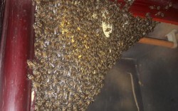 Đàn ong mật nghìn con vào tủ quần áo làm tổ tự nhiên như nhà mình