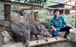 Thả rông lợn rừng trong thung lũng, tốn ít thức ăn, bán đắt hàng
