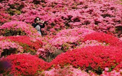 Say lòng mùa hoa đỗ quyên rực rỡ khắp Nhật Bản