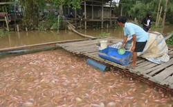 Giá cá điêu hồng lao dốc, nông dân lo mất ăn mất ngủ