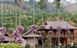 Lạ mà hay: Cho lan "sống chung" với cây cau, ngắm hoa đẹp ngỡ ngàng