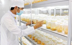 Việt kiều về nước nuôi đông trùng hạ thảo, bán dược liệu quý giá rẻ
