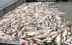 Hải Dương: Hàng loạt hộ dân mất tiền tỷ, bất lực nhìn cá chết trắng bè