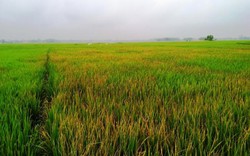 Thanh Hóa: Dùng thuốc diệt cỏ phá hoại hơn 3 sào lúa để trả thù