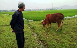 Chăn thả trâu bò phải đóng phí, TP.Thanh Hóa yêu cầu xã kiểm điểm