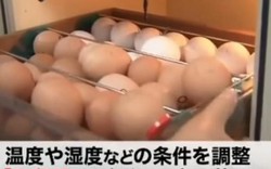 Tranh cãi lớp dạy học sinh nuôi gà rồi tự giết thịt ở Nhật Bản