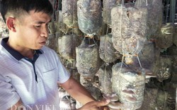 CLIP: Chiêm ngưỡng siêu trang trại nấm doanh thu 2 tỷ ở Ninh Bình