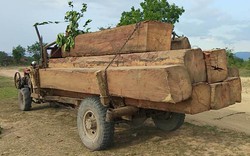 Phá rừng ở Gia Lai: Kiểm tra hàng ngày vẫn mất gần 36 khối gỗ