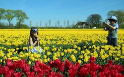 Tận hưởng thiên đường hoa tulip đẹp mê đắm ở Hà Lan
