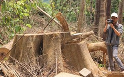 Phá rừng ở Quảng Nam: Cách chức Hạt trưởng Kiểm lâm rừng phòng hộ