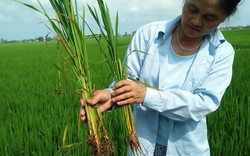 Thanh Hóa: Dân hoang mang vì giống lúa "ma" lây lan nhanh chóng mặt