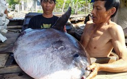 Ngư dân Huế bắt được cá lạ quý hiếm nặng 32kg, chờ thương lái mua