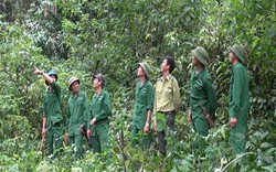 Tổ cộng đồng bảo vệ rừng của người Raglai: Vừa làm giàu vừa giữ rừng xanh sạch