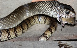 Tay không bắt được rắn hổ vện nặng 4,5kg, dài hơn 3m ở Sài Gòn