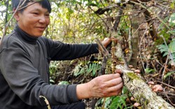 "Thợ săn" người Mông xuyên rừng già hái "lộc" trên núi Mào Gà