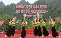 Sơn La: Hủy tổ chức Ngày hội hái quả Mộc Châu vì... mất mùa